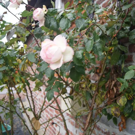 - La Cense Du Pont Bachy